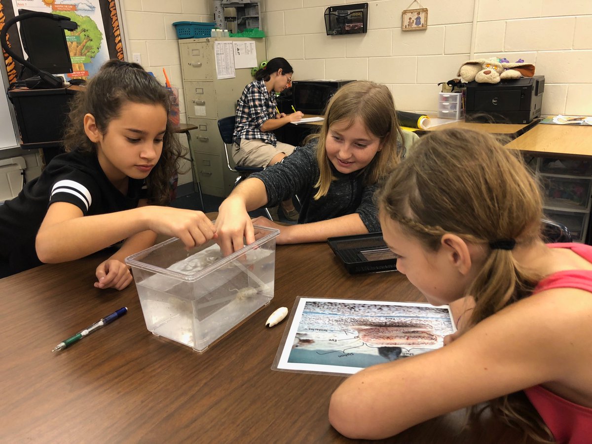 ShellMuseum's tweet image. Future scientists doing what they do best... observing! @TigersSkyline @LeeSchools