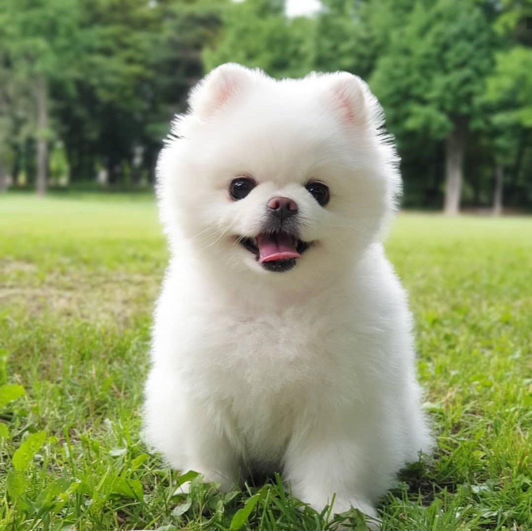 🐾 (@gangofanimals) on Twitter photo 