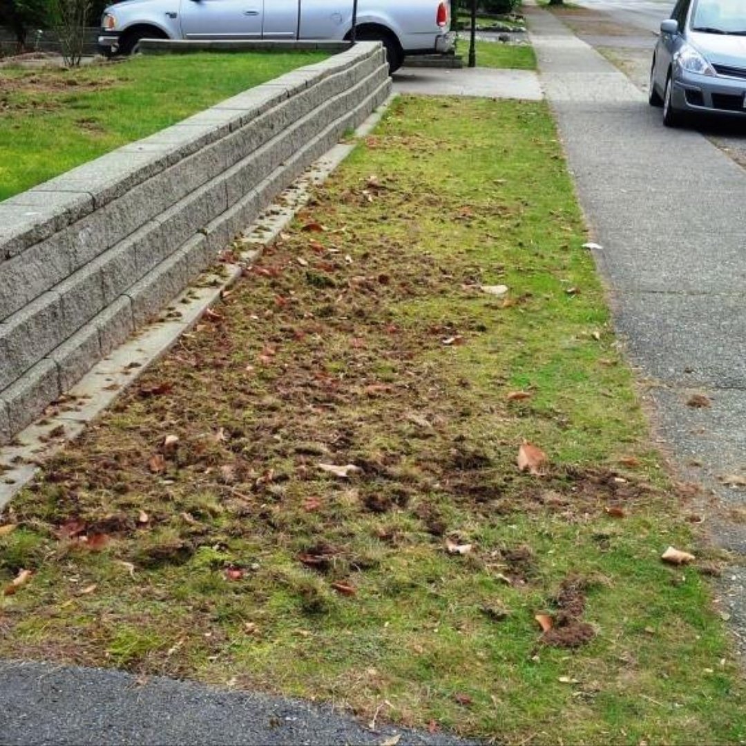 #ChaferBeetle causes major problems in #MetroVancouver and the #Fraservally but dont worry we are here to help !!! 
Using a revolutionary #biological control we are able to suppress and remove the infestation and remediate the area.
#Landscaping #Turf #invasivespecies #lawn #BC