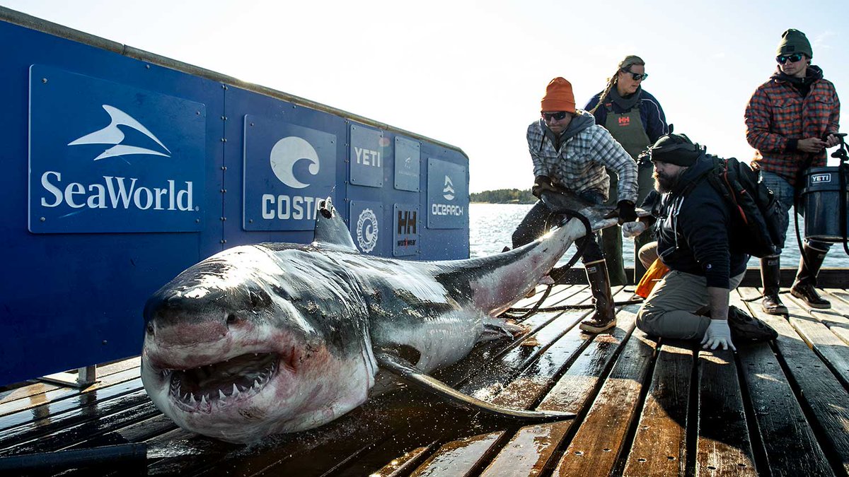 What an absolutely incredible trip! #ExpeditionNovaScotia went way further than just SPOT-tagging 11 new sharks. Scientists also made some incredible, even historical observations along the way. PRESS RELEASE: bit.ly/35psgDe