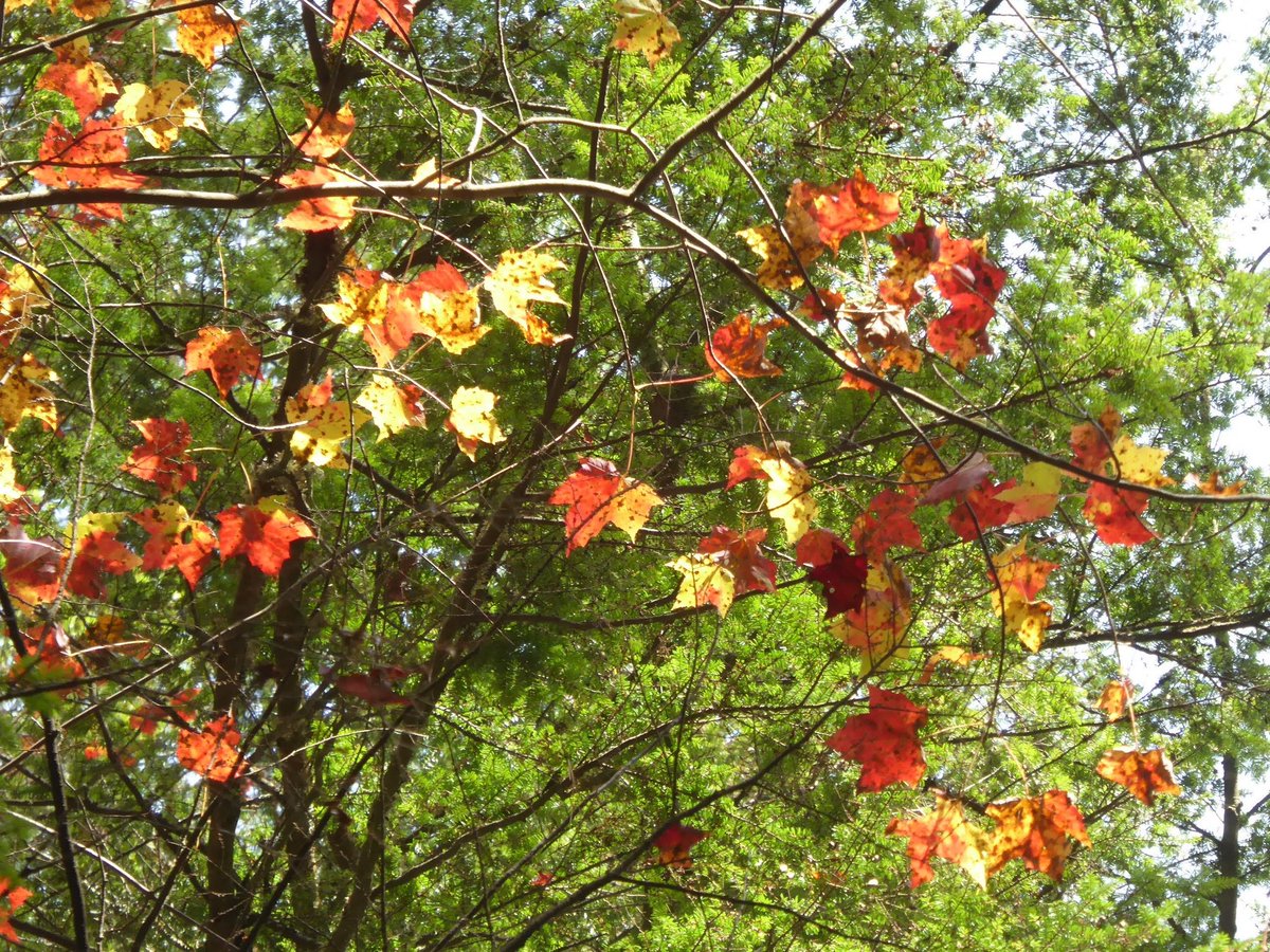 HillFarmBnB's tweet image. This part of Vermont around Woodstock and Quechee is so beautiful and not as busy in this peak foliage season as I'd feared #Woodstock #Quechee #Vermont