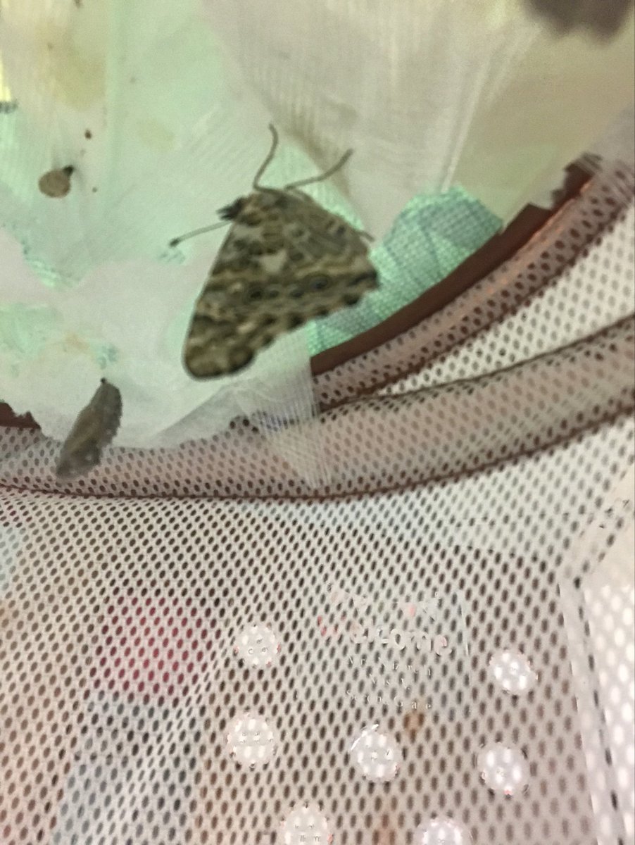 Came in this morning to find our first butterfly ⁦@SedgeGardenES⁩ #butterflylifecycle #justchillinwhilemywingsdry