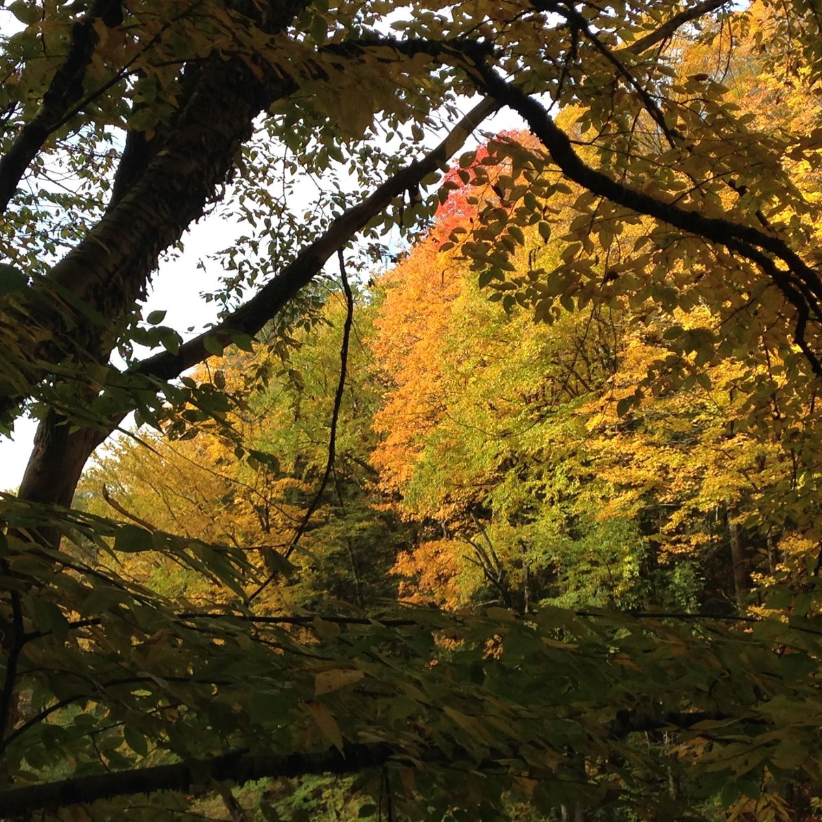 HillFarmBnB's tweet image. This part of Vermont around Woodstock and Quechee is so beautiful and not as busy in this peak foliage season as I'd feared #Woodstock #Quechee #Vermont