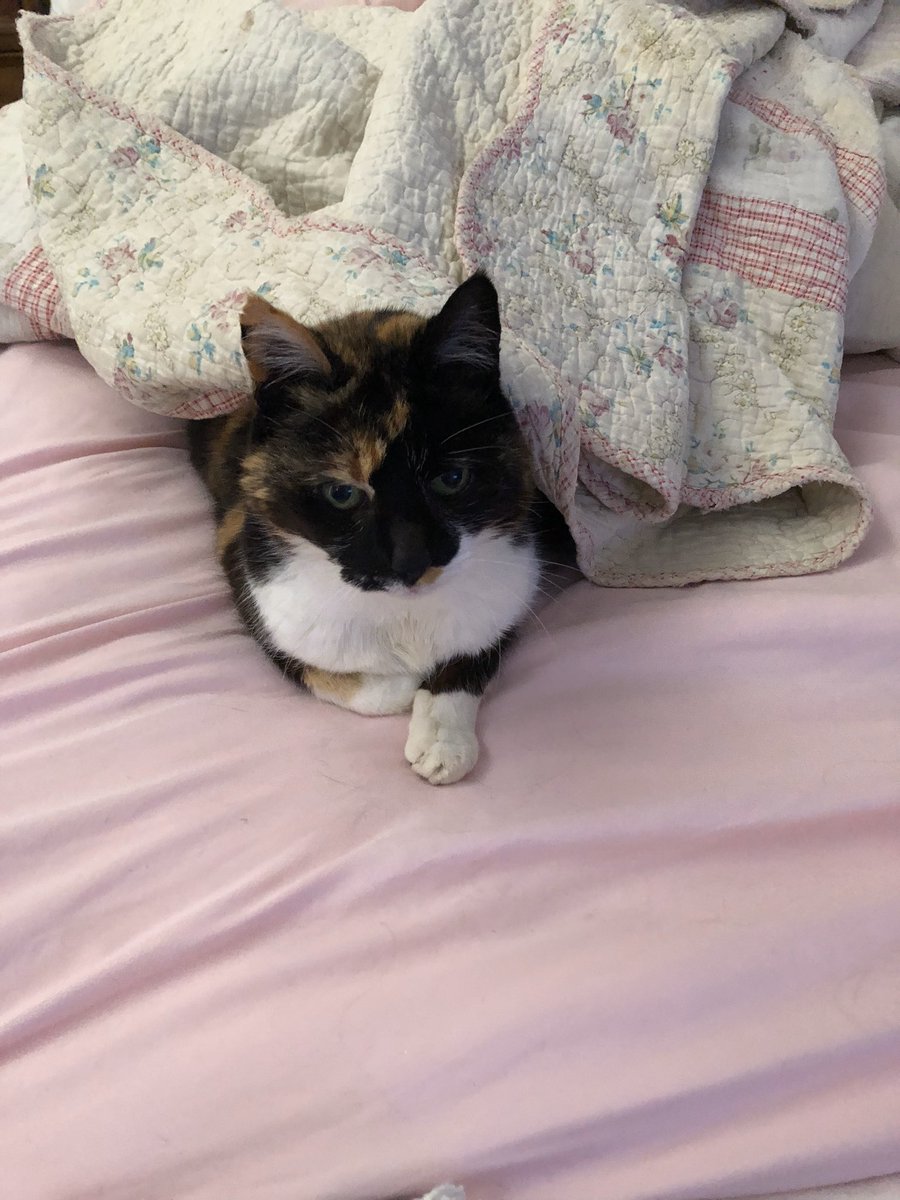 Rick van der Vegte tweet media