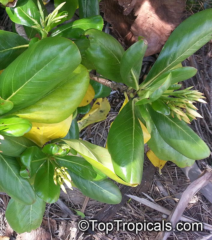 toptropicals's tweet photo. #Genipa clusiifolia -Seven Year Apple is a well-behaved, tough shrub that can be maintained at less than 10ft high. Creamy flowers produce a bouquet worthy of the attention of the esteemed parfumiers of Europe. https://t.co/EaHe96WdFx
#tropicalplants #rareplants
#ThursdayThoughts https://t.co/F6McpUYF9g