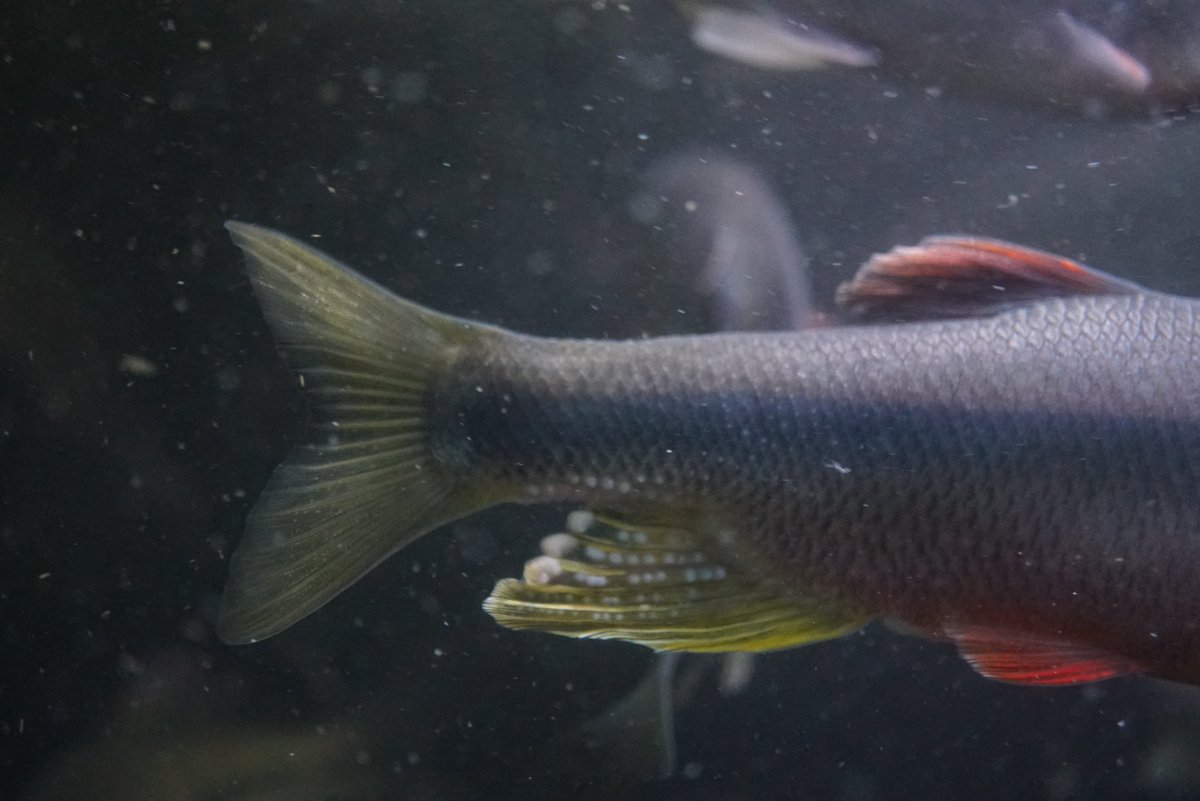 Akaoni623 飼育を始めて2年目の台湾アカハラ Candiadia Barbata が次々に落ちていく中 ヌマムツのオスはすごく綺麗です 尻びれの追星 エッグスポット が 尾の下の方に出るくらい婚姻色バリバリです