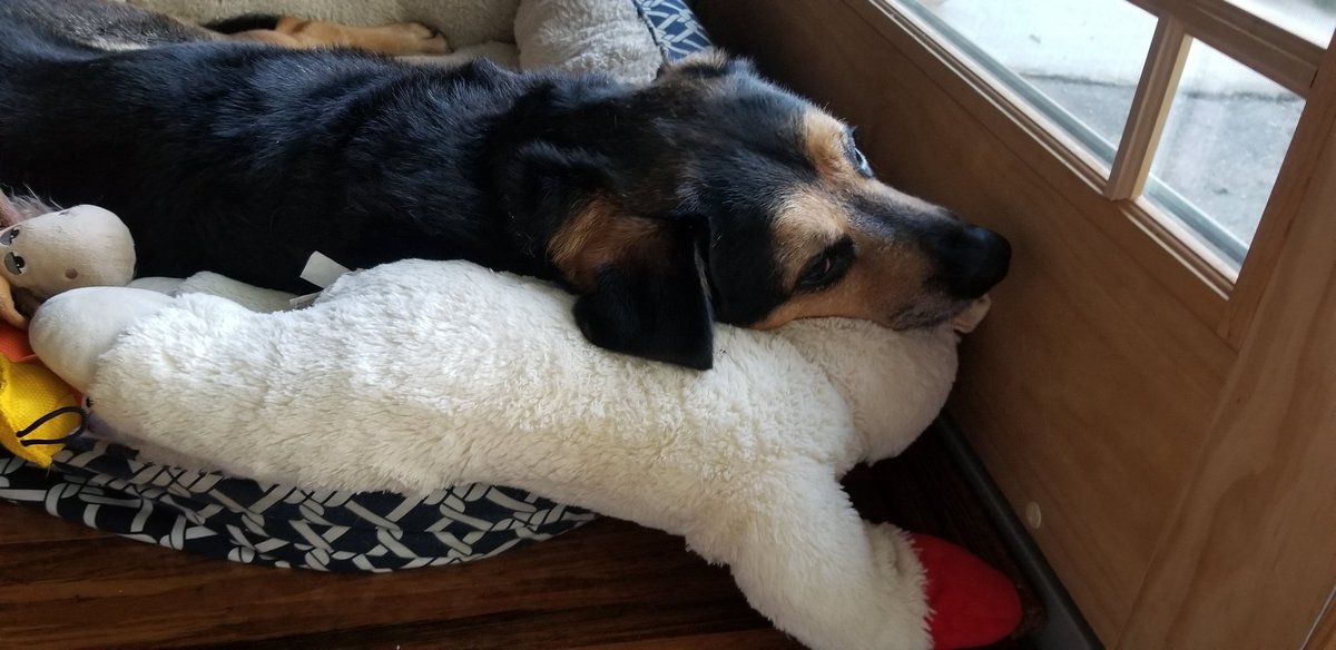 baltimorestyle's tweet photo. @dog_feelings @dog_rates Symbol (the Dog Formerly Known as Prince) is very fond of Lambchop. He loves routine, and starts his day by softly snoring on top of her after his breakfast. #rescuedogs #adoptdontshop #lambchopdogtoy #whydodogslovelambchopsomuch https://t.co/5M7N9fPXlE
