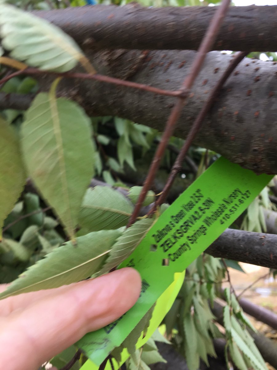 cswndan's tweet image. #zelkovas #CSWN because you need these😎