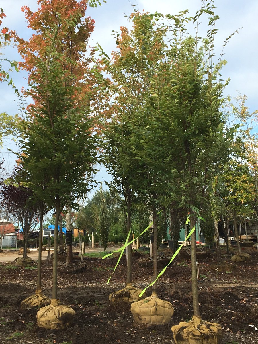 cswndan's tweet image. #zelkovas #CSWN because you need these😎