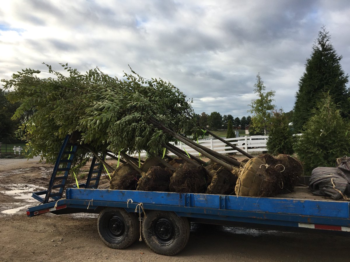 cswndan's tweet image. #zelkovas #CSWN because you need these😎