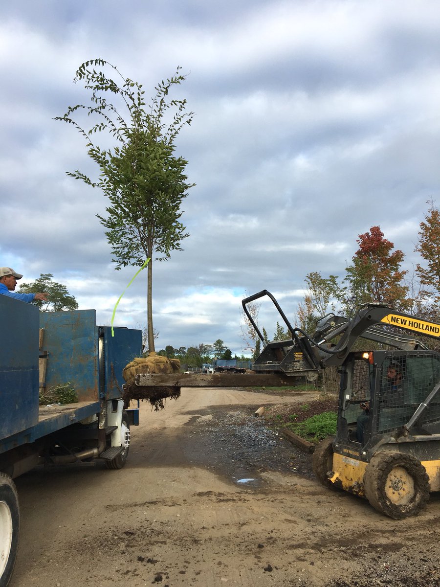 cswndan's tweet image. #zelkovas #CSWN because you need these😎