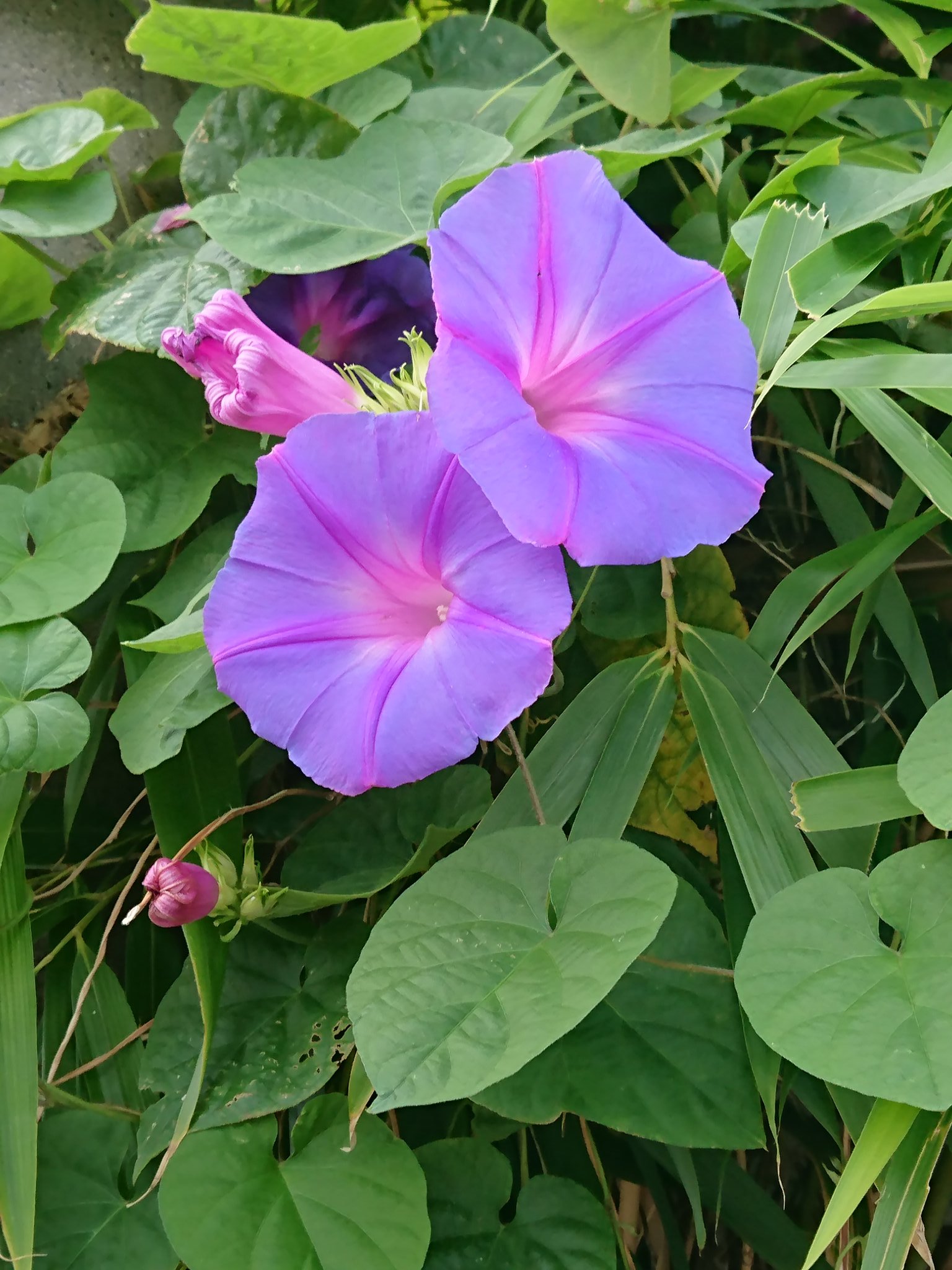 昼顔の花言葉は絆 Twitter Search Twitter