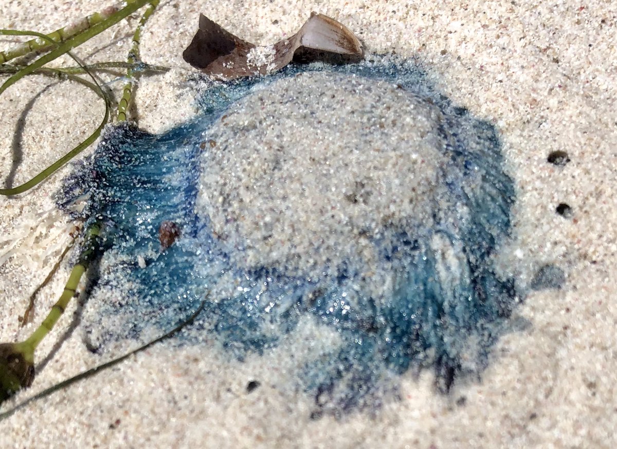 marji_puotinen's tweet photo. Living treasure on the #beach at #SandyCape #JurienBay #westernaustralia - Porpota porpita (blue button)!! Thanks @emily_lester for the ID. #walkonthebeach Thus is one reminder of why we must #savetheearth . https://t.co/JVpslqSmhv