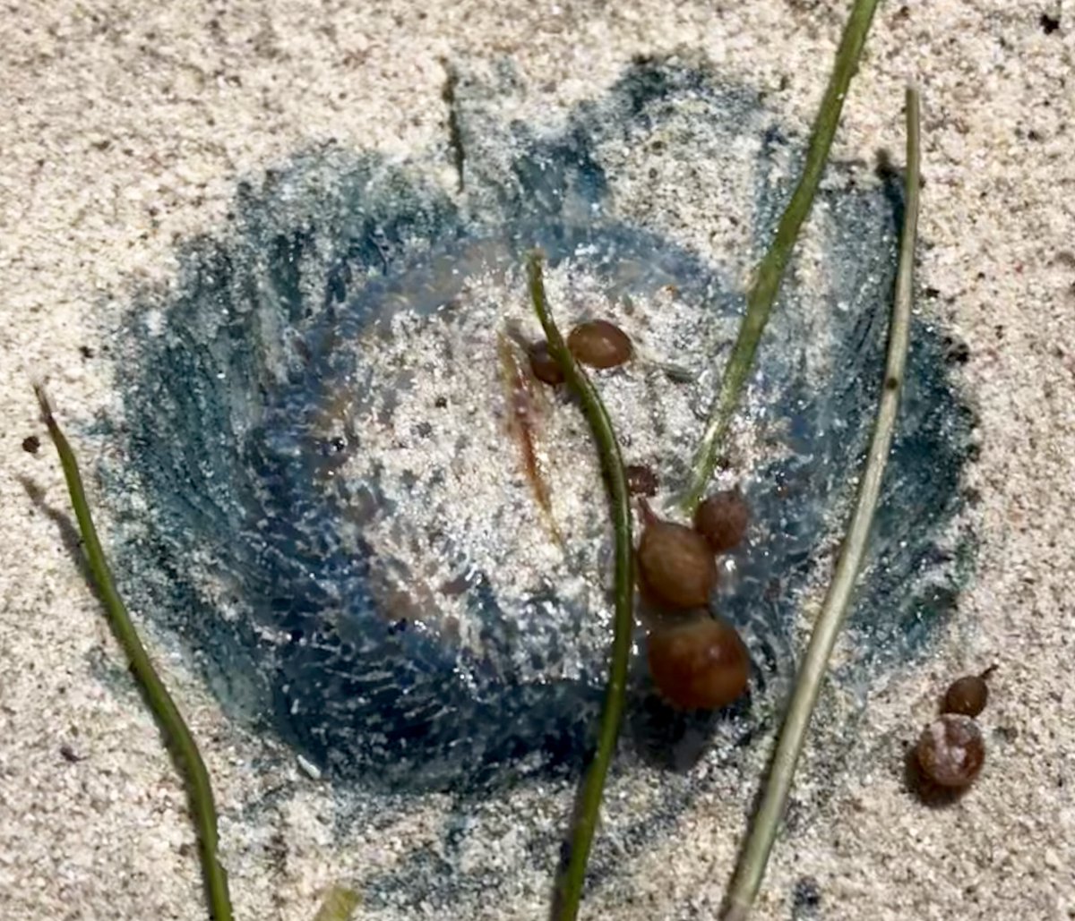 marji_puotinen's tweet photo. Living treasure on the #beach at #SandyCape #JurienBay #westernaustralia - Porpota porpita (blue button)!! Thanks @emily_lester for the ID. #walkonthebeach Thus is one reminder of why we must #savetheearth . https://t.co/JVpslqSmhv