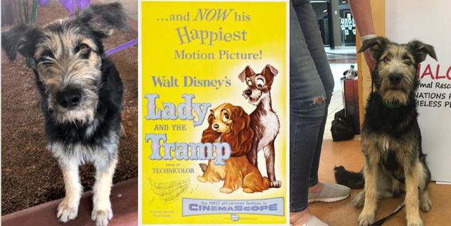 Looking for something to warm your cockles on this chilly Friday? This is sure to do it. mnn.com/family/pets/st… #dogbusiness #pets #animals