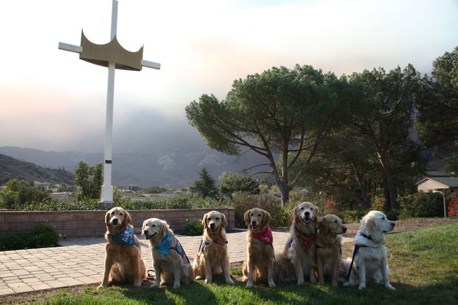 From aiding in drug searches to missing parties &amp; rescue missions; in times of disaster &amp; serious crime we turn to pooches to help us out. Why? mnn.com/family/pets/st… #pets #animals #dogs