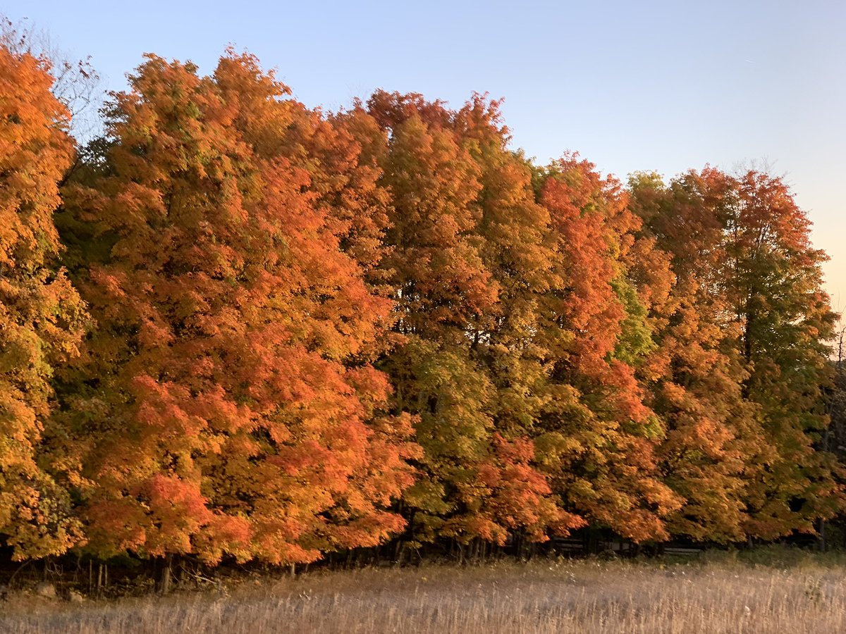 Sunrise on the maples...