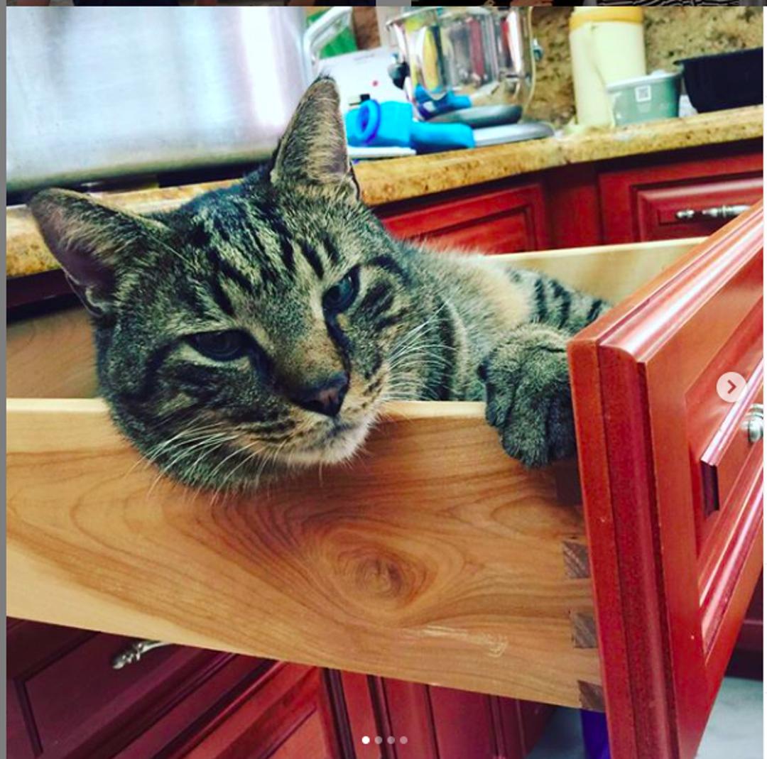 This article is a must read. It discusses the importance of pets &amp; how they can often be the only shoulder to cry on in many people's lives. eu.usatoday.com/story/news/hea… #dogs #cats #pets