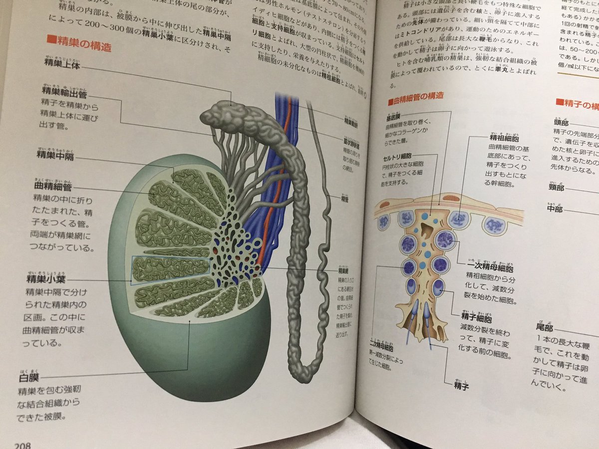 Twitter पर Itaru Tomita 聖帝様 ぜんぶわかる人体解剖図 今回の話題と少しずれますが 精巣の構造を含めて 人体の構造が絵的にわかってオススメです 己の仕組みも知らずにいきているとは なんとも情けないことですので 人体を知ることは大変興味深いです
