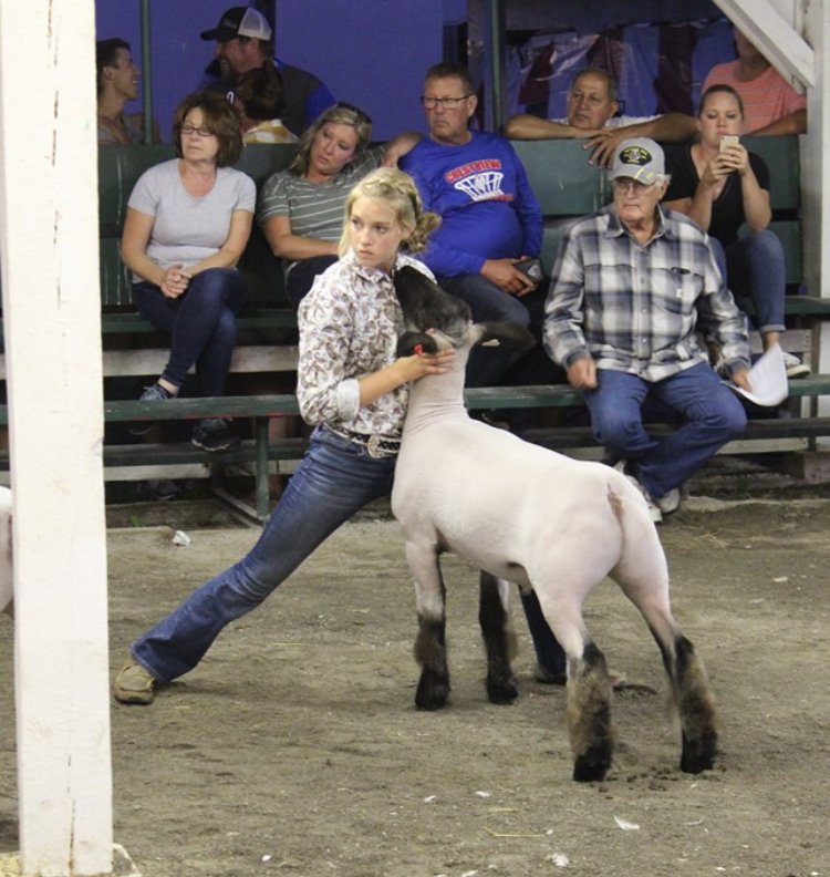 FFAcrestview's tweet photo. #2019FairHighlight Emily Greulach! She sets goals high &amp; goes all in to achieve them. During Emily’s SAE visit she stated her goals were to be grand &amp; reserve market lamb &amp; win overall champion sheep showman. She did just that! Emily also ended up reserve showman of showmen. https://t.co/eP68zYYcOR