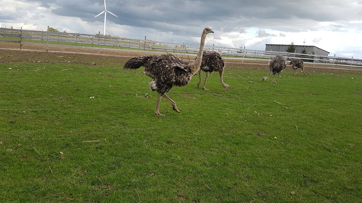bodoramelow's tweet photo. Heute feiert die #Straussenfarm #Lumpzig unter Bertram Burkhardt 10 jähriges Bestehen. #meinthüringen #ltwth19 #thüringen https://t.co/qvoBAyBWLE