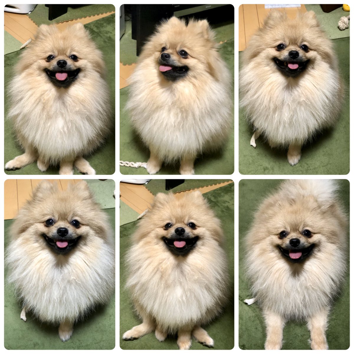 モモ太郎 ポメラニアン よく笑う毛玉犬です