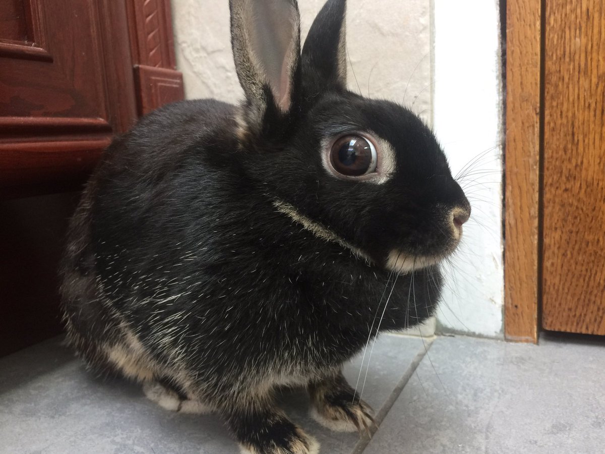 Dyelirious's tweet photo. The new fur baby-Ash-named of course for Ash Williams. #theevildead #bunnies https://t.co/o3d066r3VR