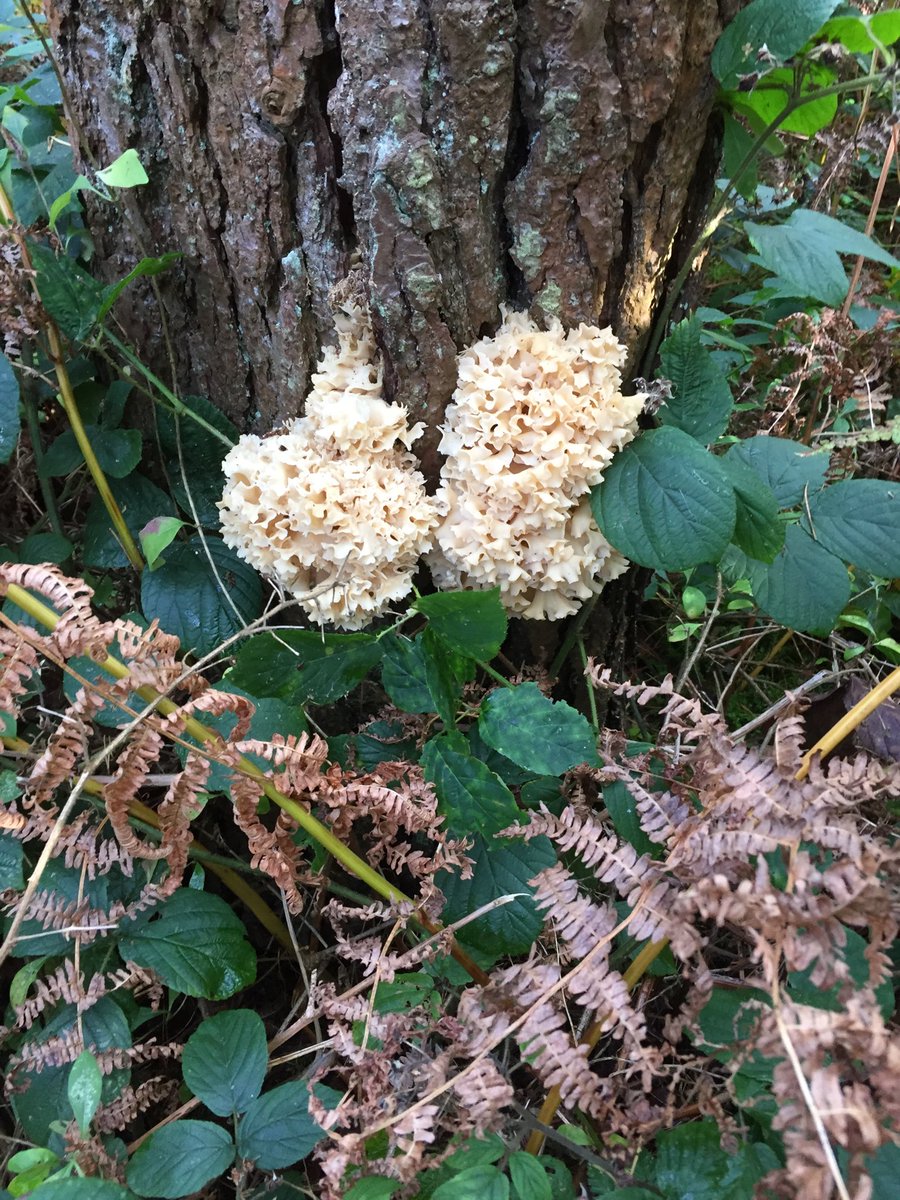 Great day of mushroom picking with some of the team ⁦<a href="/WeAreFooditude/">Fooditude</a>⁩ and our foraging expert Geoff Dan ⁦<a href="/DannGeoff/">Geoff Dann</a>⁩.