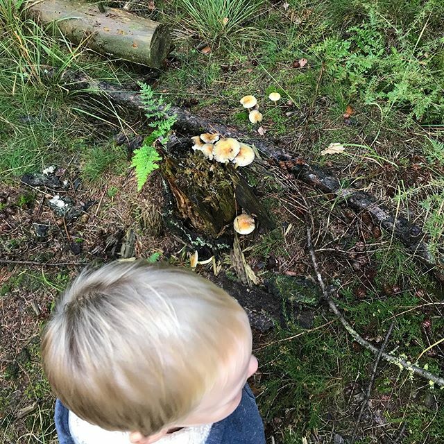 Paddestoelen zoeken #bossen #vennen #paddestoelen #enmeermooisindenatuur ift.tt/2M1k2th