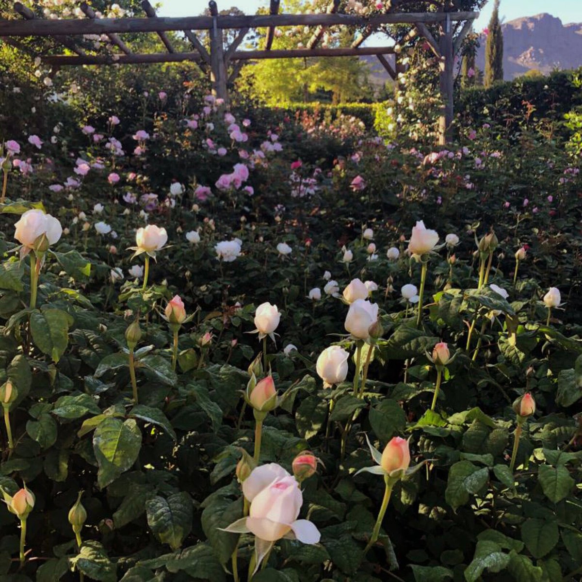 October Fest!

#LeLude #Franschhoek #RoseGarden