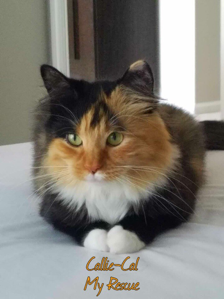 LanniMelissa's tweet photo. My little munchkin trying to look mean 🐱💝🐈 https://t.co/SlEXy2SaYe