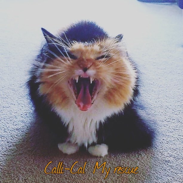 LanniMelissa's tweet photo. My little munchkin trying to look mean 🐱💝🐈 https://t.co/SlEXy2SaYe