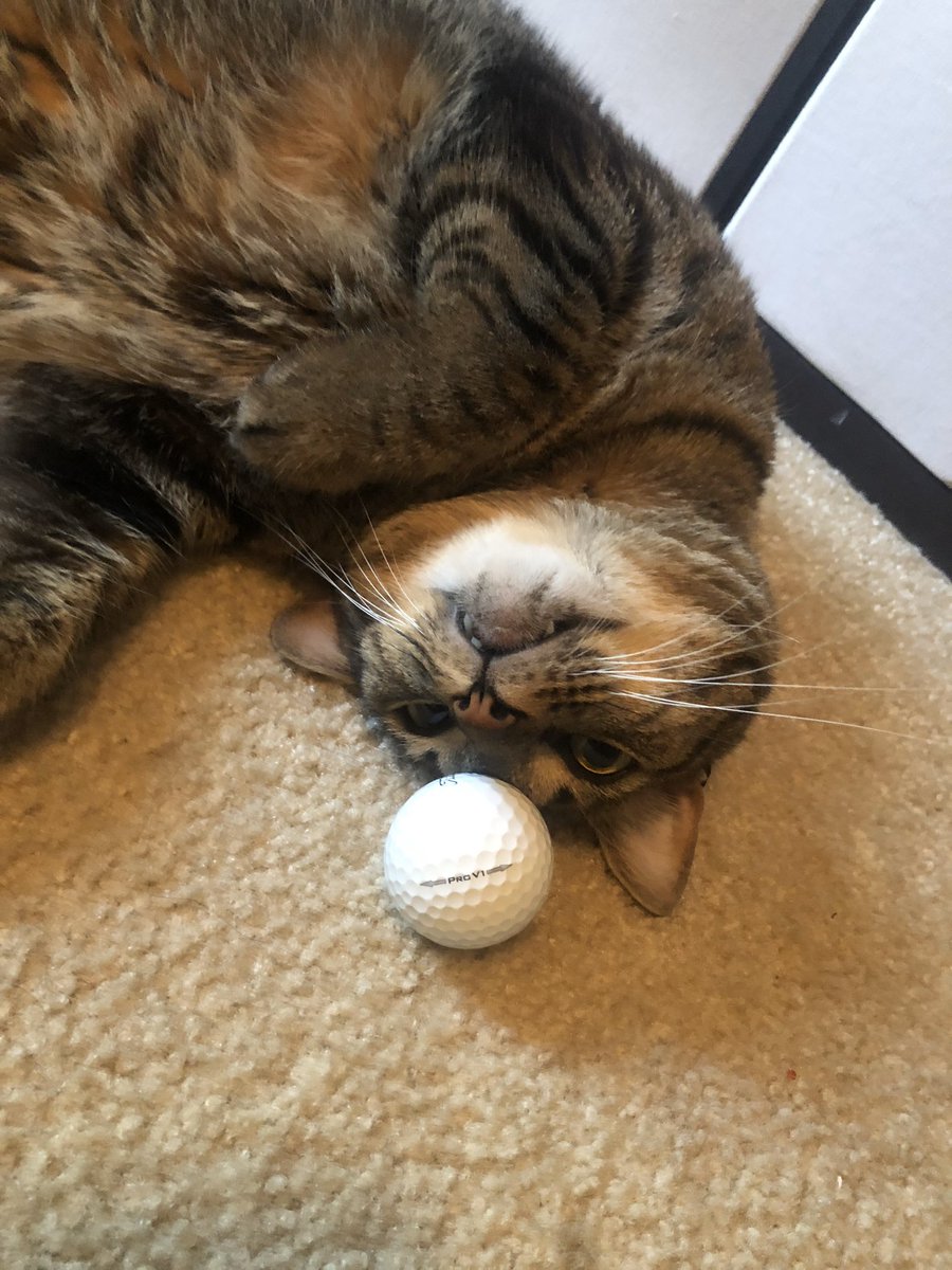 Allison Knowles tweet media