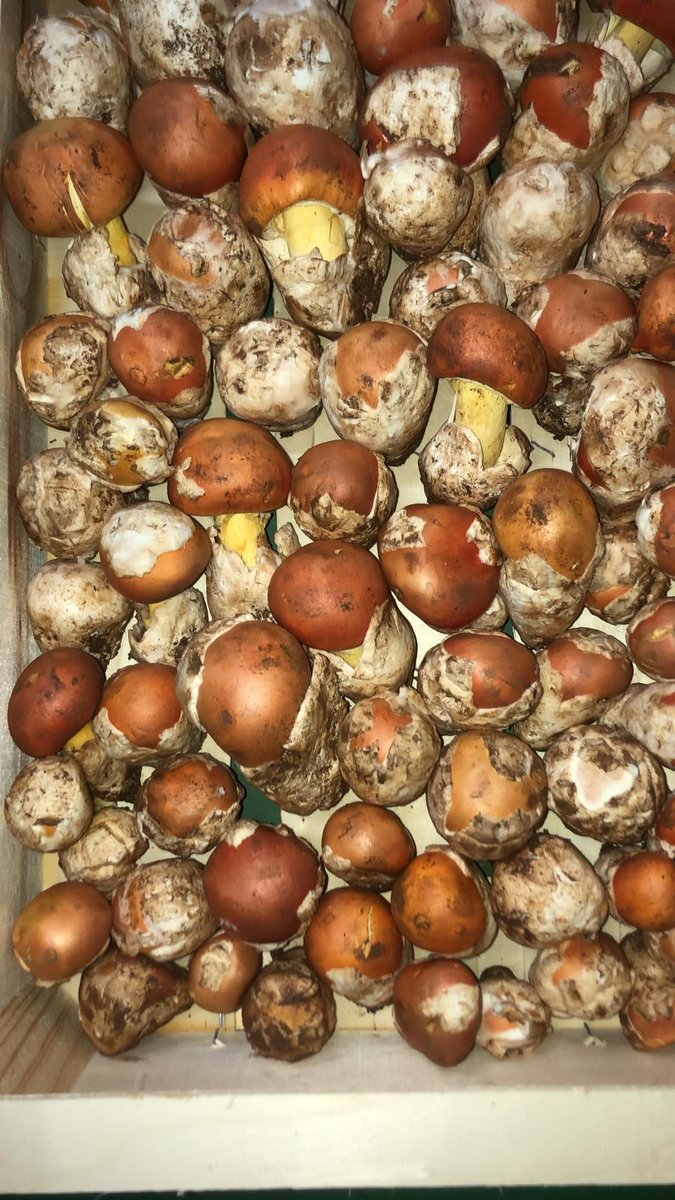Bernievinyes's tweet photo. Ara si. Ceps i ous de reig .
La tardor a la taula .
#celler50anys https://t.co/8mYDr9CEFf