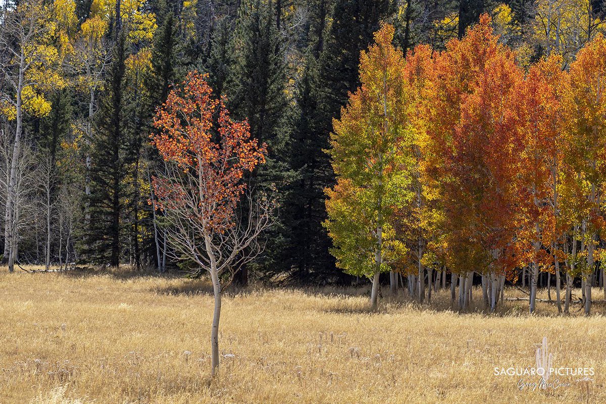 Gregtucson's tweet photo. Between Jacobs Lake and the North Rim of the Grand Canyon is blowing up right now. #arizonafallcolors #northrim #jacobslake https://t.co/N57LXGFz8O