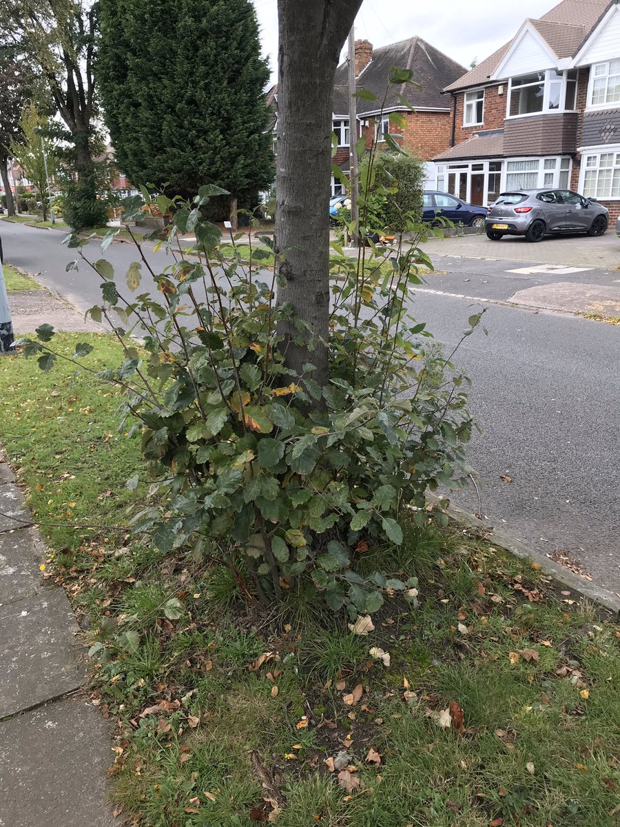 SANDHURST AVENUE B36 HODGEHILL, a dead tree outside number 1. Two trees in need of pruning at the base people can not walk past easily these trees are outside numbers 10 and 13 @HodgeHillResid1 <a href="/BCC_Help/">BCC Customer Service</a> <a href="/CllrMajid/">Cllr Majid Mahmood</a> <a href="/LiamByrneMP/">Liam Byrne MP</a> <a href="/BhamCityCouncil/">Birmingham City Council</a>