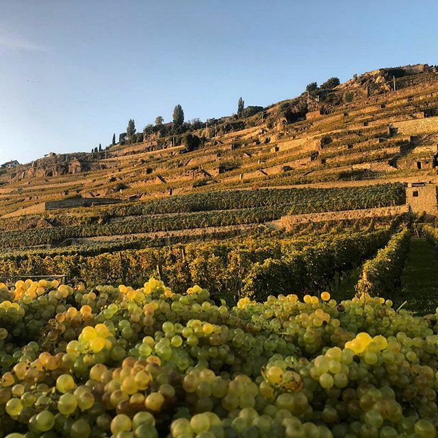 Une belle lumière de fin de journée sur le vignoble en terrasses de #Lavaux ✨

#stsaphorin #vendanges #vendanges2019 #obrist #obristvins #vinsuisse #vignoble ift.tt/2M3TVSE
