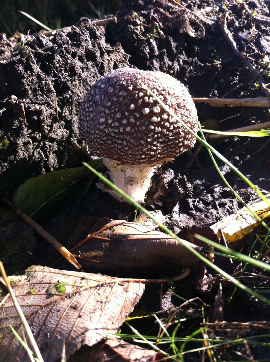 Panteramaniet, op de Vechtdijk in de slootkant, naast het weiland, jaagpad. Hier groeien vaak veel paddenstoelen.