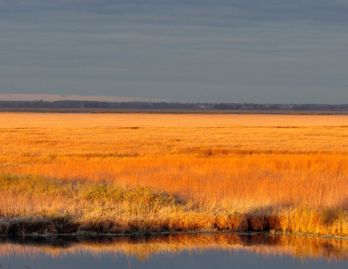 USFWSRefuges's tweet photo. Just three days until National Wildlife Refuge Week (Oct 13-19). Rediscover your true nature at a national wildlife refuge near you: https://t.co/OPC0lRohuW

📷: A fall morning on the marsh at Wisconsin’s Horicon National Wildlife Refuge by Rachel Samerdyke/@USFWS https://t.co/cC6bPs190v