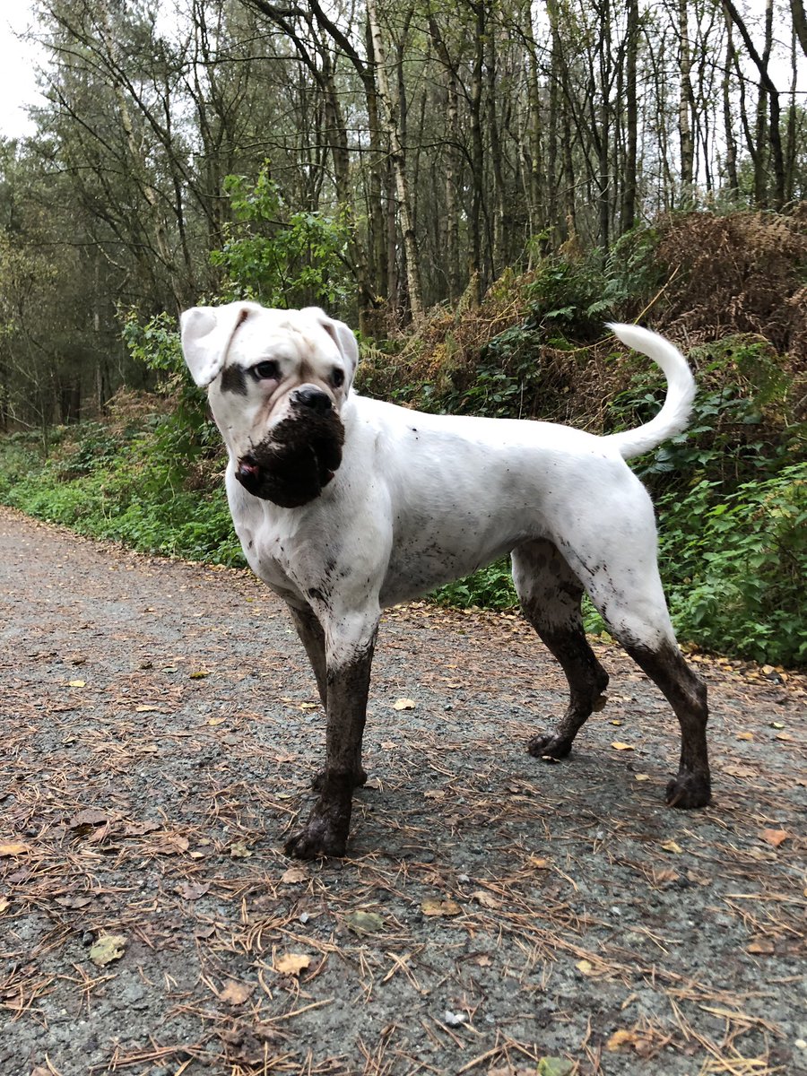 Oops I did it again 🤣🤣🤣 #dirty #dog #mud #pack #oopsididitagain #britneyspears #classic #laylathewhiteboxerdog #whiteboxerdog #boxerdog #bromocrew #sismos #ripBellaBoo <a href="/BoxerDogUnion/">BoxerDogs</a> <a href="/DogCelebration/">CelebrationOfDogs</a> <a href="/BoxerBond/">Boxer Fan Page</a>