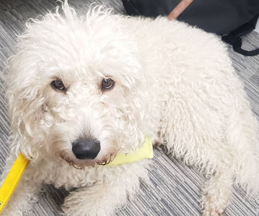 Roxy loved spending World Mental Health Day with you all today. Thank you for all the visits (and cheese). #WorldMentalHealthDay #RoxyRocks #ChemistryDog #Wellbeing <a href="/impchemistry/">Imperial Chemistry</a> <a href="/imperialcollege/">Imperial College London</a> #ChemICL