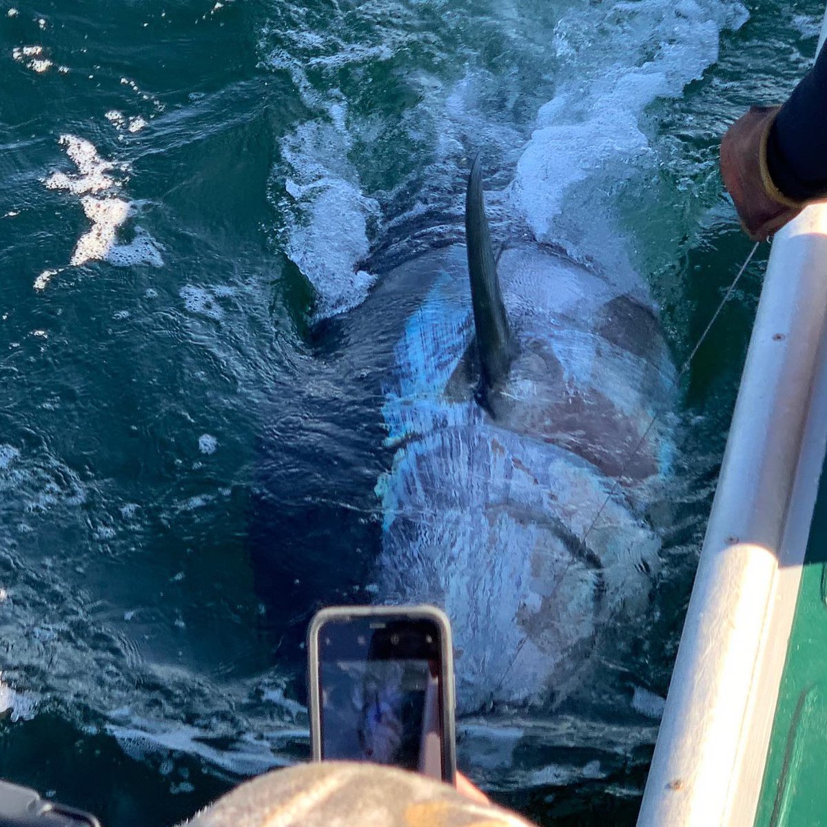 Solid BFT we caught and released in Nova Scotia yesterday, Capt estimated it at 1100 pounds. What an awesome creature.