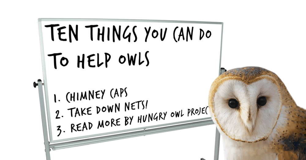 hungry_owl's tweet photo. A chimney cap can prevent owls from falling into the fireplace. Buy: https://t.co/8x0MkUYJv8
Learn more: https://t.co/Y2oHOumI2V
#ChimneyCap #Owls https://t.co/A6AmqFLi1M