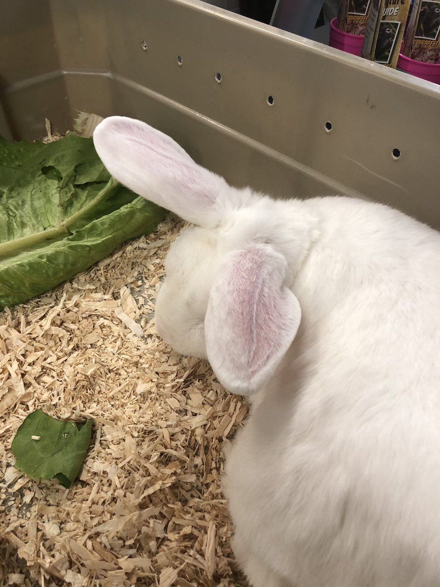 CVCSDTech's tweet photo. Prizes, resources, colleagues and bunnies at the Southern Tier Science Fair. #STSC19 @CVCSDWarriors @CVSupt https://t.co/xnDKaM2cKL