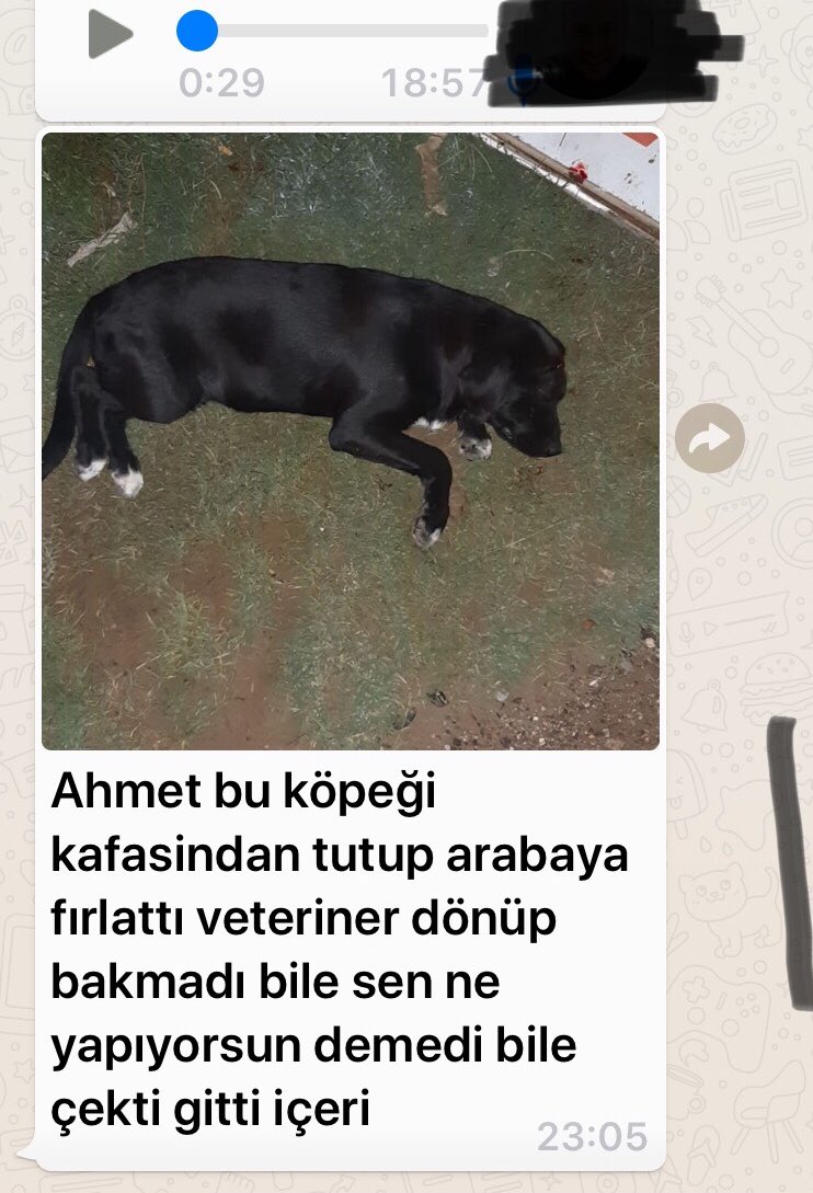 Menderes belediyesi bu köpek nerede yavrusuyla birlikte ve kazalı kafasından yaralı bu köpeğide dağa atmak içinmi arabaya attınız. Özdere barınağındamı dağdamı<a href="/beneklizencefil/">Atölye Benekli Zencefil</a> <a href="/RuhatMengi34/">Ruhat Mengi</a> <a href="/Menderes_Bel/">Menderes Belediyesi</a>