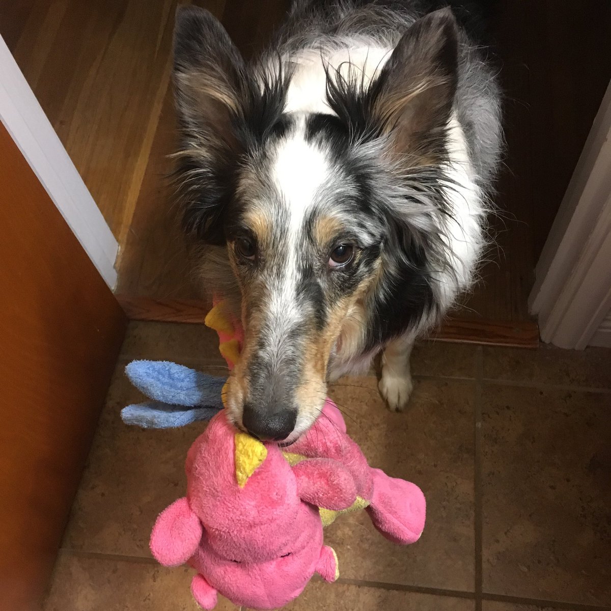 MalloryRaichel's tweet photo. @dog_feelings This is the Pink Dragon. Anytime it gets destroyed (always by one of her pup sibs), we get Miss Roxy a new one. When we tell her to go get her Pink Dragon, she knows exactly which one it is. Not to brag, but she’s basically a genius. #supermodelsheltie https://t.co/YuaiZxogbR