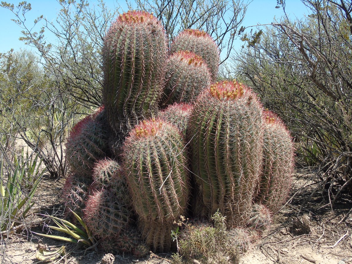 prodezsa's tweet photo. En el mundo existen más de 1,400 especies diferentes de cactáceas, de las cuales casi la mitad habitan en las zonas áridas y semiáridas de México. Una de ellas es la Biznaga Colorada (Ferocactus pilosus) utilizada principalmente con fines ornamentales. 
#DíaNacionalDeLasCactáceas https://t.co/jnd2FUFFkv