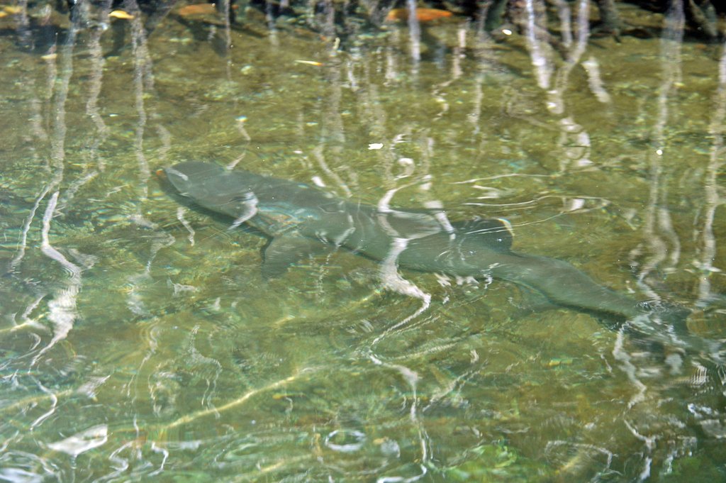 Just another friendly shark in the #Galapagos Islands. How do you feel about sharks? We 😍 them!