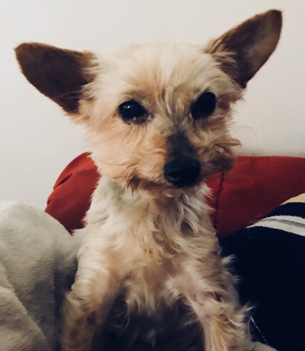 paullewismusic's tweet image. The Unconditional ❤️ She was a ‘Beast.’ She was courageous to a fault sometimes. Attitude for days. The ‘Boss’ of our house. She starred in a movie too. My heart feels broken today. We will miss you. My little furry kid. #RIPDaisy  
#adoptdontshop
#puppymillpuppy
#DogsAreTheBest