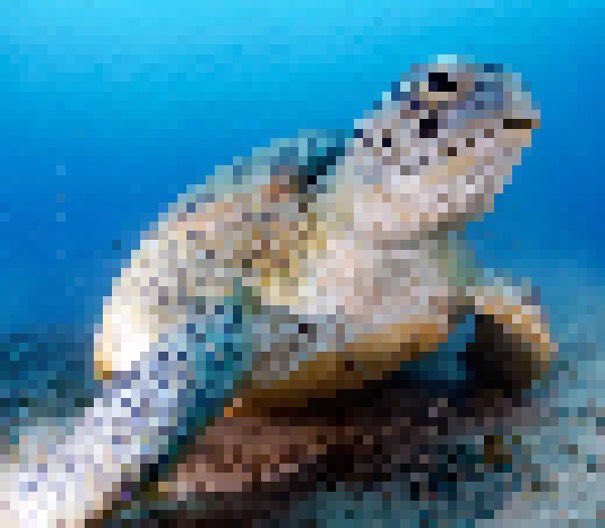BellaLack's tweet photo. Do these photos from @PrimaryPalmer look fuzzy? Each photo is composed of the same number of pixels as there are individuals of that species in the wild... https://t.co/pMsNq3h5oy
